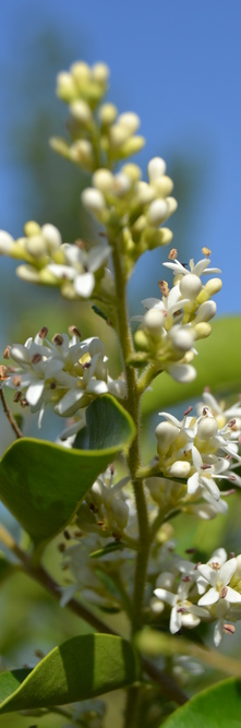 LIGUSTRUM ibota <br />