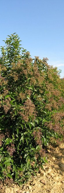 LIGUSTRUM japonicum <br />