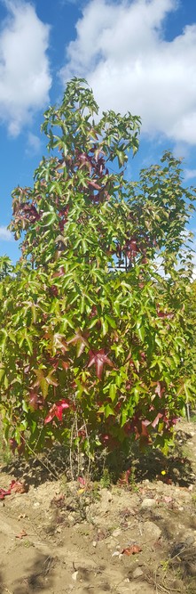 LIQUIDAMBAR styraciflua Broadsman<br />