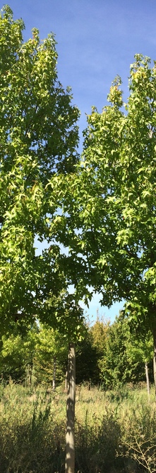 LIQUIDAMBAR styraciflua Palo alto<br />