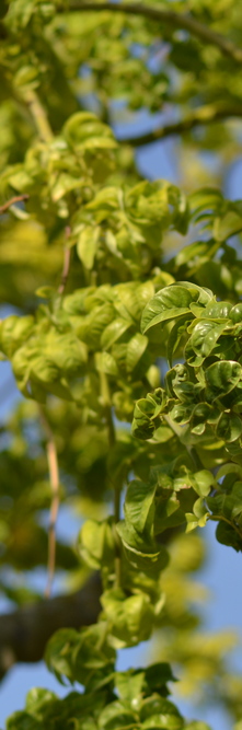 STYPHNOLOBIUM/SOPHORA japonicum Dot<br />