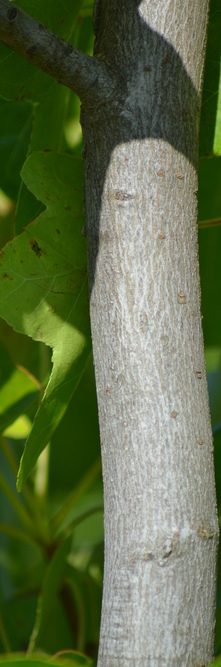 LIQUIDAMBAR styraciflua Rotundiloba<br />