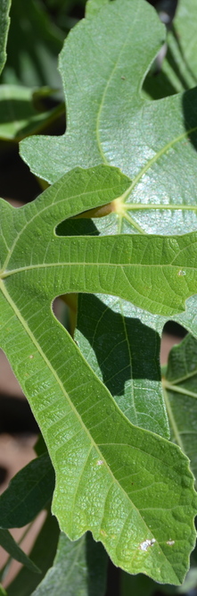 FICUS carica Figuier<br />