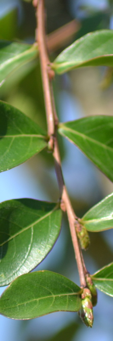 LAGERSTROEMIA indica Mon panache<br />