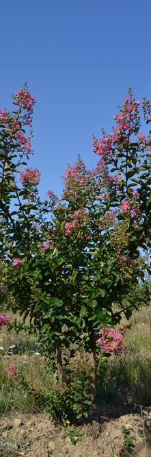 LAGERSTROEMIA indica Rose indien<br />