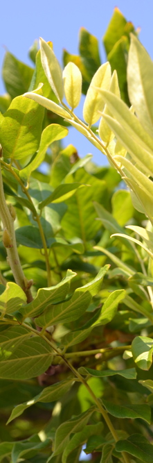 WISTERIA brachybotrys 'Showa beni'<br />