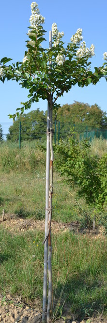 LAGERSTROEMIA indica Natchez<br />