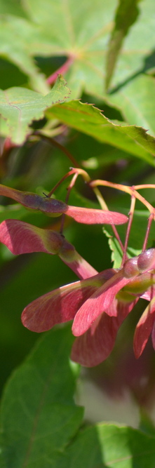 ACER palmatum Osakazuki<br />