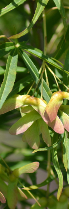 ACER palmatum Scolopendriifolium<br />