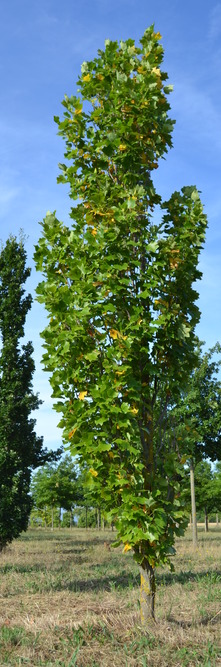 LIRIODENDRON tulipifera Fastigiata<br />