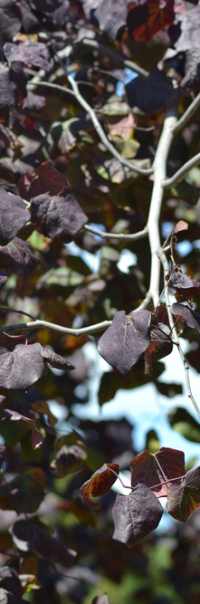 CERCIS canadensis Ruby Falls<br />