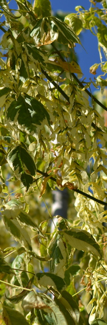 ACER negundo Aureomarginatum<br />