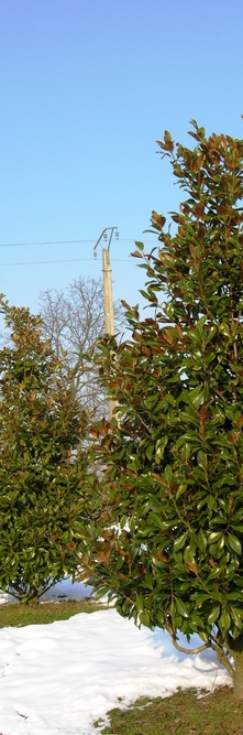 MAGNOLIA grandiflora Galissoniensis<br />