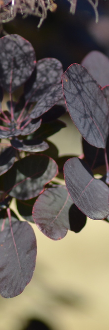 COTINUS coggygria Royal Purple<br />