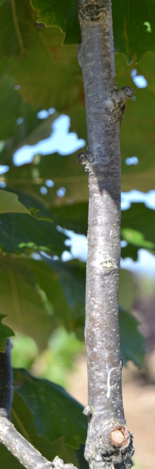 QUERCUS   Pondaim<br />