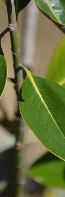 MAGNOLIA grandiflora Little gem<br />