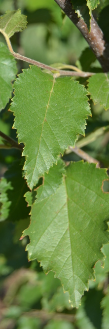 BETULA nigra Heritage<br />