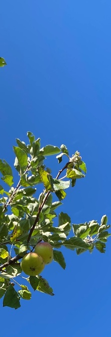 MALUS sylvestris <br />