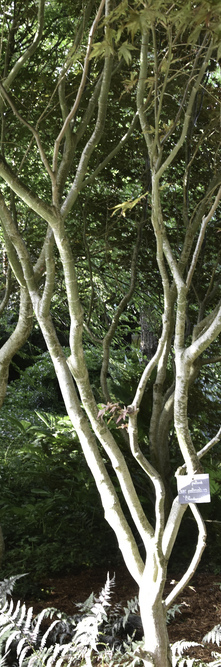 ACER palmatum Bloodgood<br />