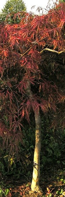 ACER palmatum Inaba Shidare<br />