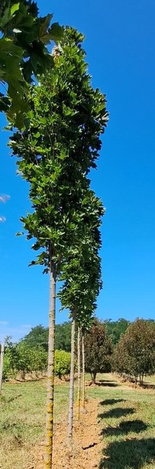 ACER platanoides Mauritz Upright<br />