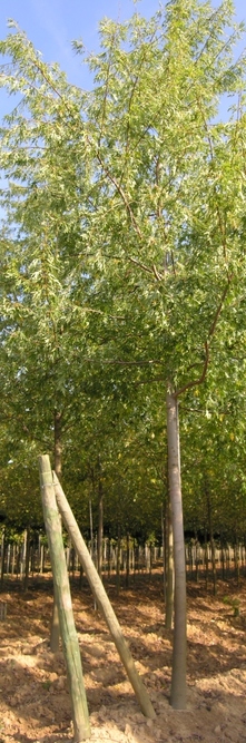 ACER saccharinum Laciniatum Wieri<br />