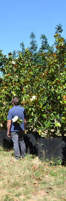 MAGNOLIA grandiflora Nantais<br />