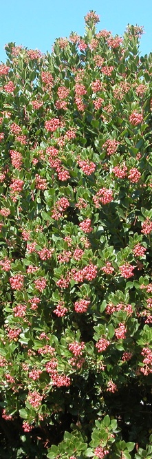 ARBUTUS unedo Rubra<br />