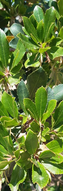 ARBUTUS unedo <br />