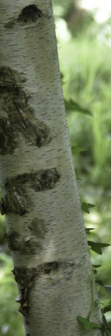 BETULA papyrifera <br />