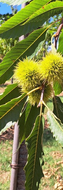 CASTANEA sativa <br />