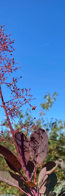 COTINUS dummeri Grace<br />