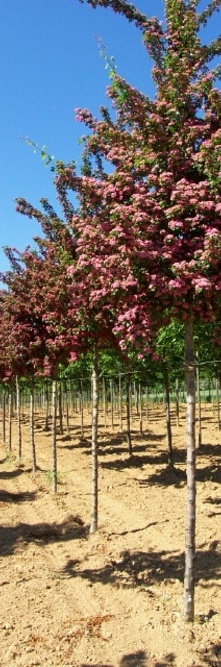 CRATAEGUS laevigata Paul’s scarlet<br />