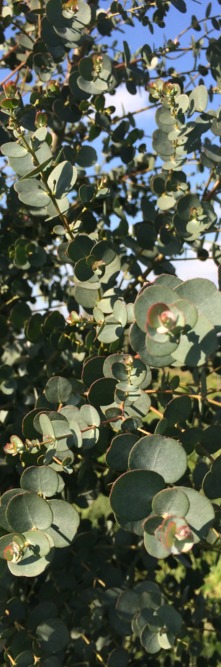 EUCALYPTUS gunnii Azura cagire® cov<br />