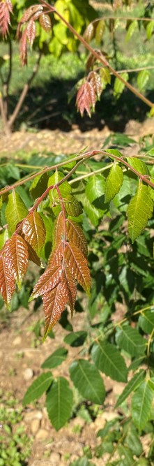 KOELREUTERIA bipennata <br />