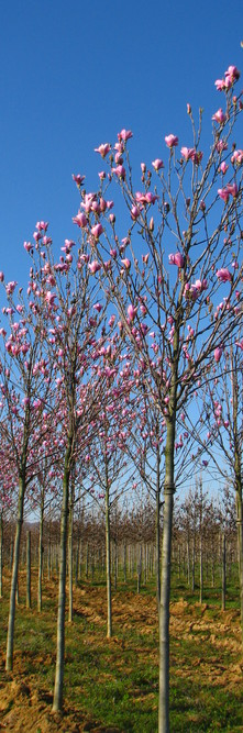 MAGNOLIA x soulangeana Heaven scent<br />