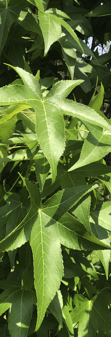 LIQUIDAMBAR styraciflua Slender silhouette<br />