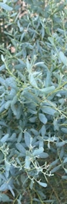 EUCALYPTUS gunnii France bleue<br />