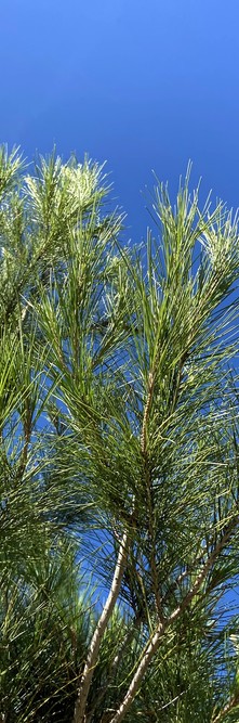 PINUS halepensis <br />