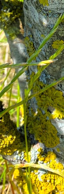 QUERCUS palustris Green pillar<br />