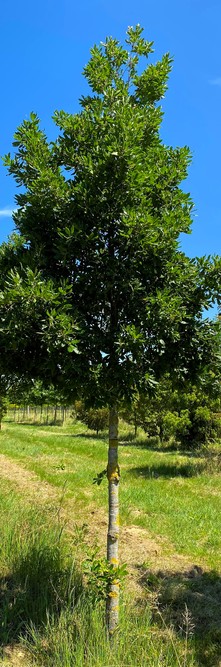 QUERCUS x turneri Pseudoturneri<br />