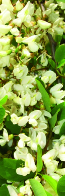 ROBINIA pseudoacacia Unifoliola<br />