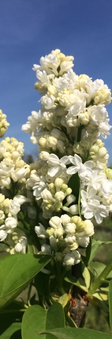 SYRINGA vulgaris Madame lemoine<br />