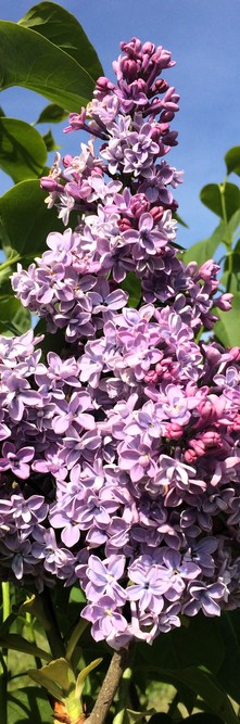 SYRINGA vulgaris Président grévy<br />