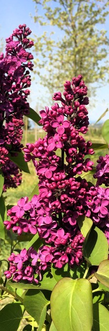 SYRINGA vulgaris Charles joly<br />