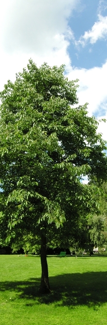 JUGLANS nigra <br />