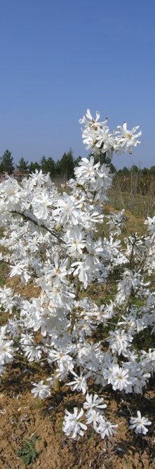 MAGNOLIA stellata <br />