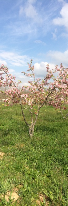 MALUS floribunda <br />