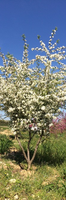 MALUS toringo Brouwers beauty<br />