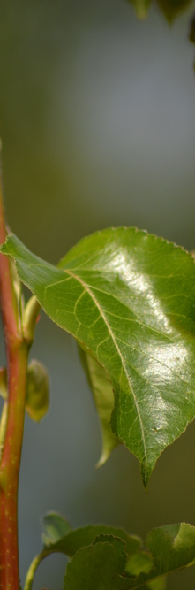 MALUS tschonoskii <br />